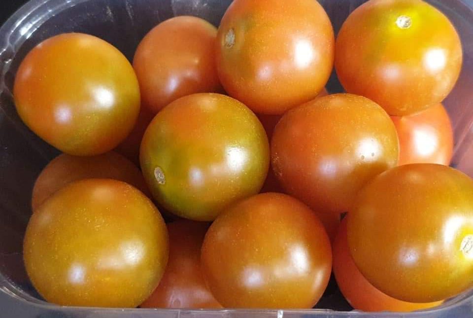 محطات فرز الطماطم و الطماطم الشيري (24)