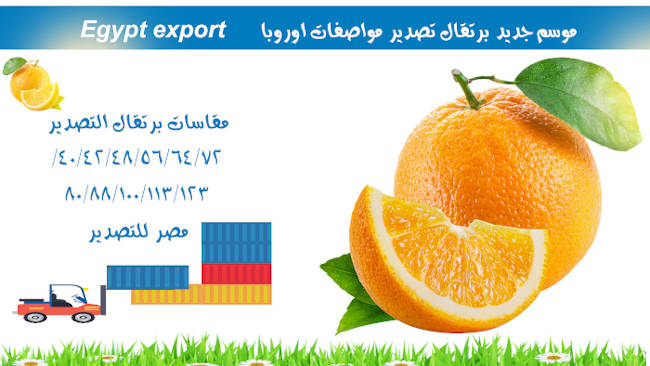 استيراد-برتقال-مصرى-تصدير-برتقال-مصرى-برتقال-بسره-برتقال-صيفى-import-egyptian-orange-export-egyptian-orange-naval-orange-valencia-orange