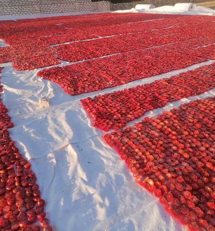 طماطم مجففة للتصدير من مصر